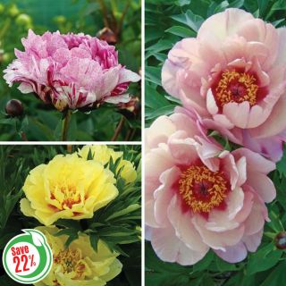 Exotic Peony Collection Thumbnail